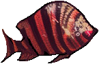 Zpt