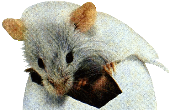 Zpt