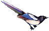 Zpt
